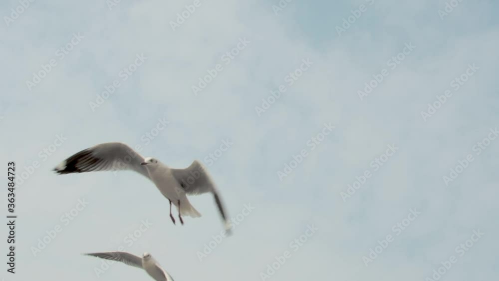 Shot of flying seagulls in the blue sky. Shot of flying seagulls in the blue sky.