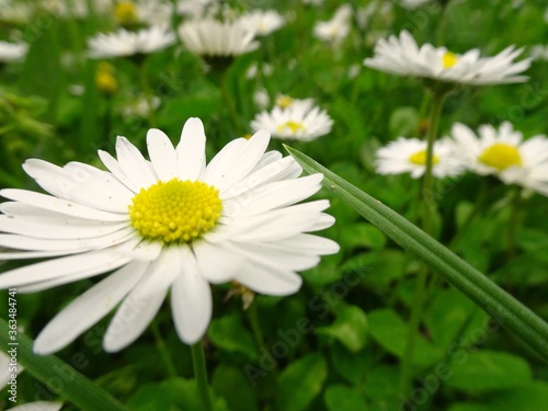 Fototapeta Naklejka Na Ścianę i Meble -  white daisy in the grass