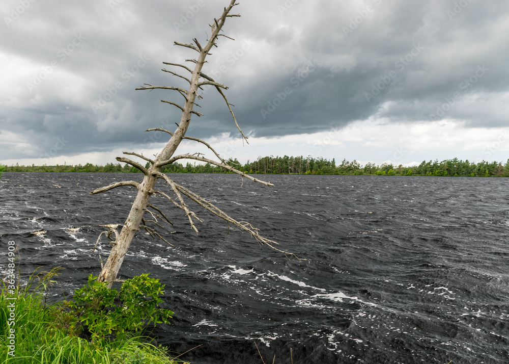 windy summer landscape from swamp lake, wind and turbulence of lake water, lake shore, trees in wind, swamp lake windy summer landscape from swamp lake, wind and turbulence of lake water, lake shore, trees in wind, swamp lake