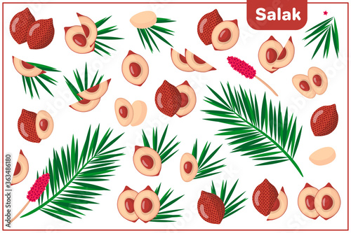 Fototapeta Naklejka Na Ścianę i Meble -  Set of vector cartoon illustrations with Salak exotic fruits, flowers and leaves isolated on white background
