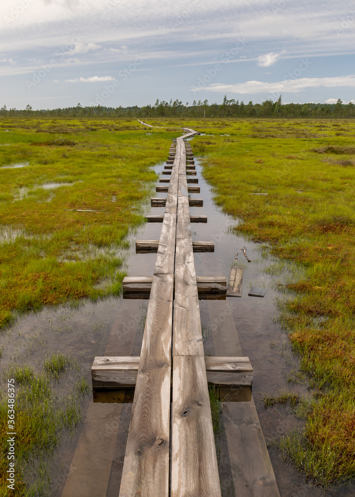 Wooden wet pathway through swamp wetlands with small pine trees, marsh plants and ponds, a typical Western-Estonian bog. Nigula Nature Reserve