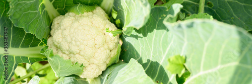 head of fresh ripe cauliflower growing in the garden. banner