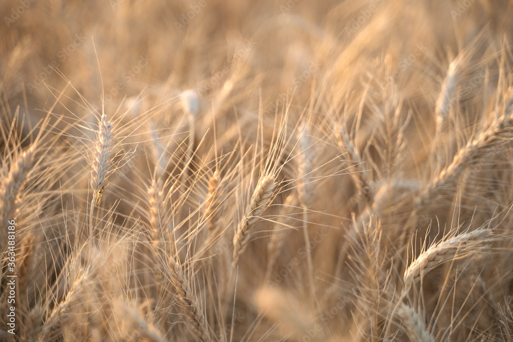 Fototapeta premium Ears of Golden wheat are closed. Rural scene in the sunlight. Summer background of ripening ears of agricultural landscape. Natural product of the wheat field.