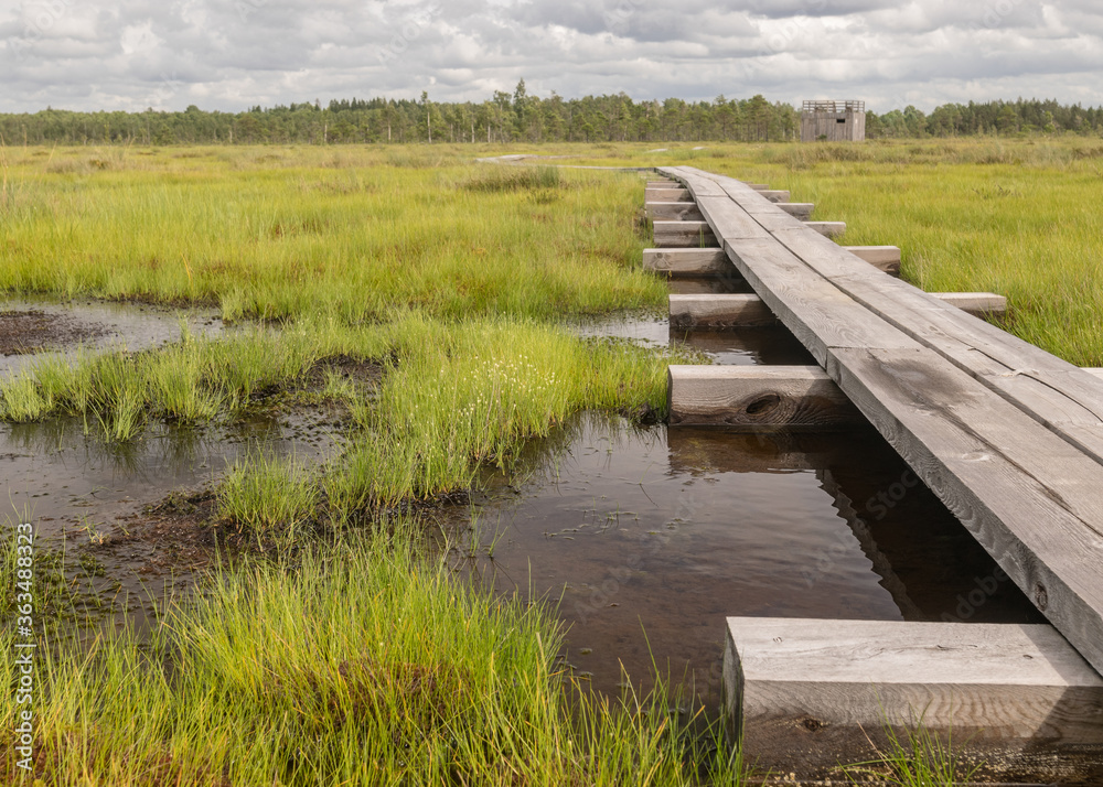 a pedestrian wooden footbridge over swamp wetlands with small pines. bog plants and ponds, a typical West-Estonian bog. Nigula Nature Reserve