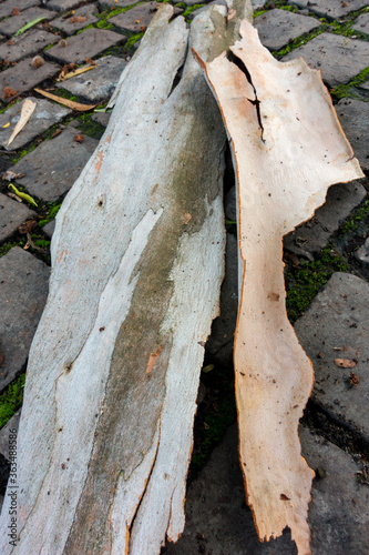 A close up shot of Eucalyptus bark. All eucalypts add a layer of bark every year and the outermost layer dies. In about half of the species, the dead bark is shed exposing a new layer of fresh living. photo