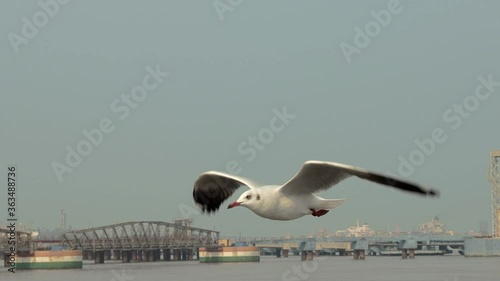 Shot of flying seagulls in the sky over the sea and view  around of harbor   . photo