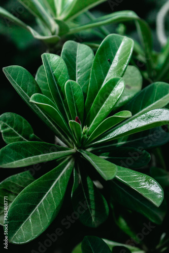 Close up of Adenium leaves