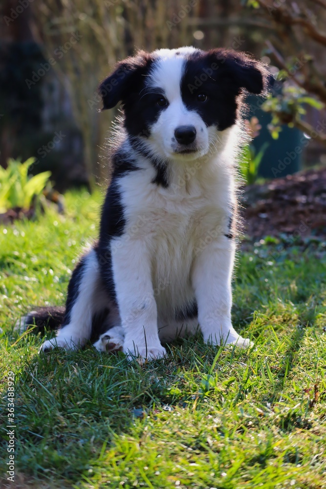 Border Collie Puppy Sitting in the Garden in Czech Republic. Picture of a Black and White Puppy.
