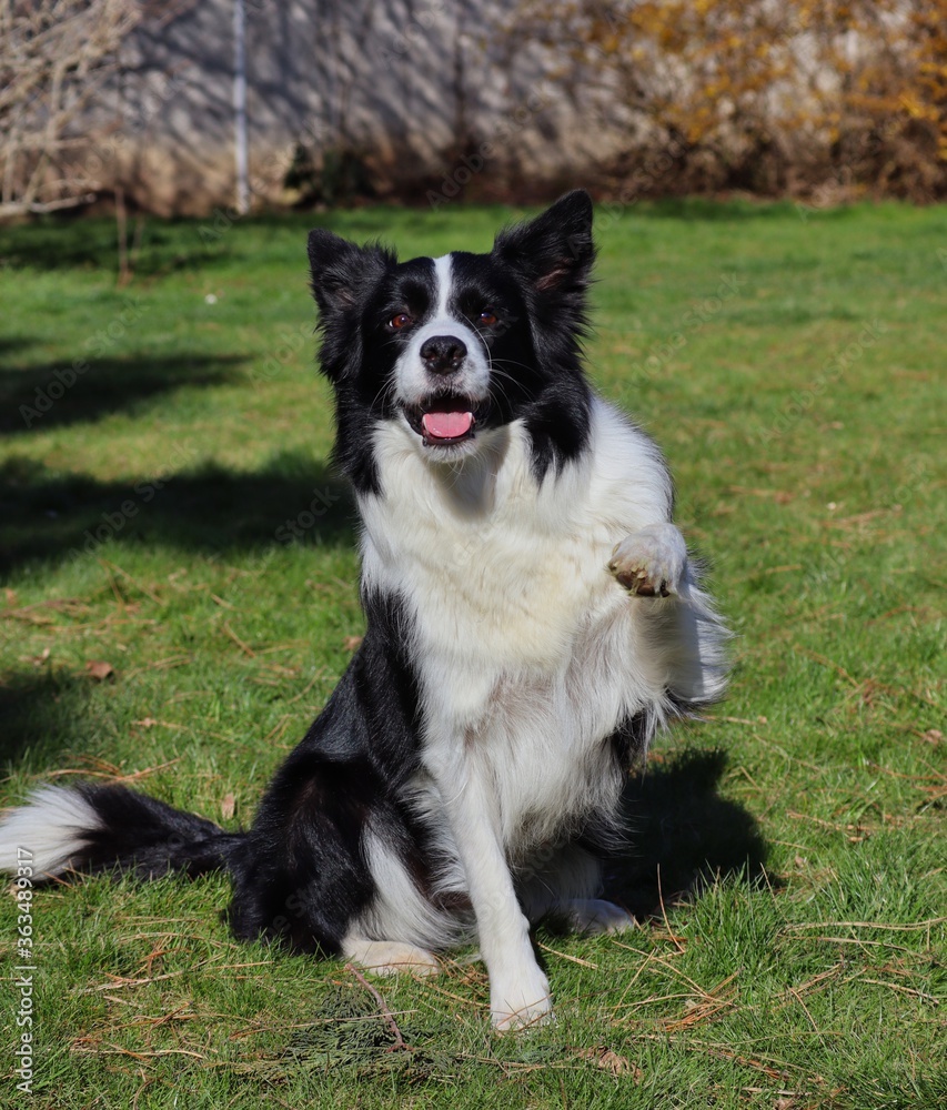Border Collie Giving Paw in the Garden in Czech Republic. Black and White Dog Training Obedience.