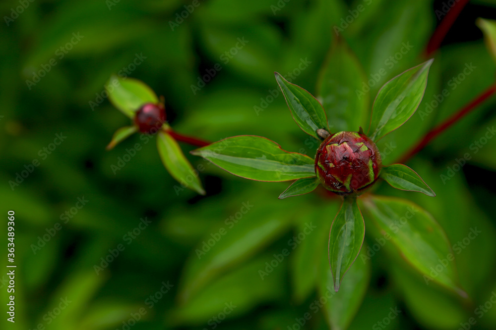 Unblown bud of red peony. Greeting card with space for inscriptions. International Women's Day. Mothers Day. Valentine's Day. Unblown bud of red peony. Greeting card with space for inscriptions. International Women's Day. Mothers Day. Valentine's Day.