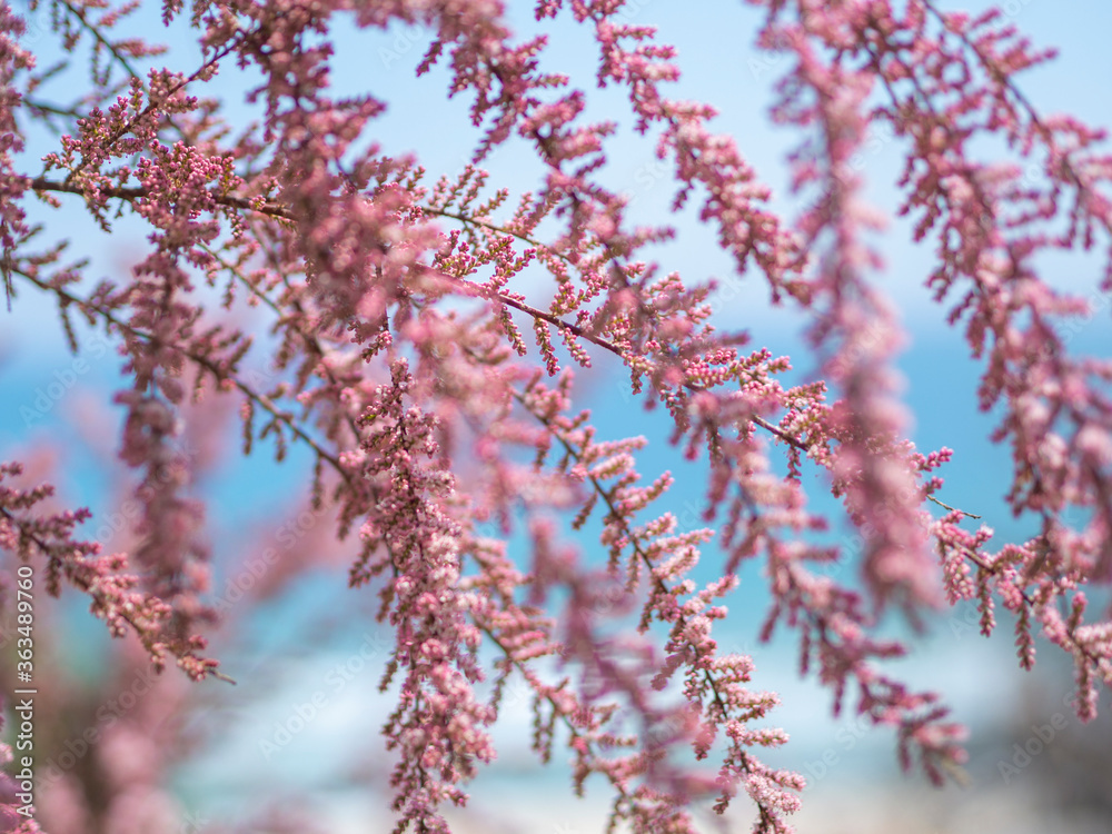 Pink blossom spring tree. Beautiful spring tree with pink flowers and branches French tamarisk on a seaview background Pink blossom spring tree. Beautiful spring tree with pink flowers and branches French tamarisk on a seaview background