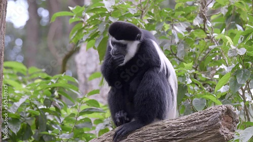 A single black and white colobus monkey (Colobus) is sitting on tree log eating fruits. Full body shot photo