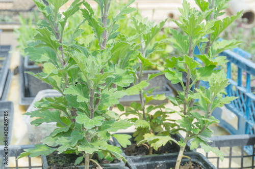 Chrysanthemum seedlings in pots. Young sprouts of golden-daisy for seedlings  young stems and leaves without flowers. Breeding and growing plants. Selective focus.