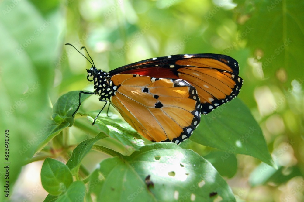 Obraz premium Selective focus of orange and black winged butterfly in the forest