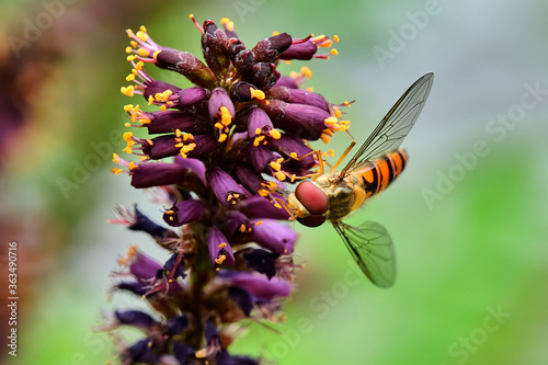 Fotografi Hainschwebfliege ( Episyrphus balteatus ) beim Nektarsammeln am Bastardtindigo ( Amorpha fruticosa )