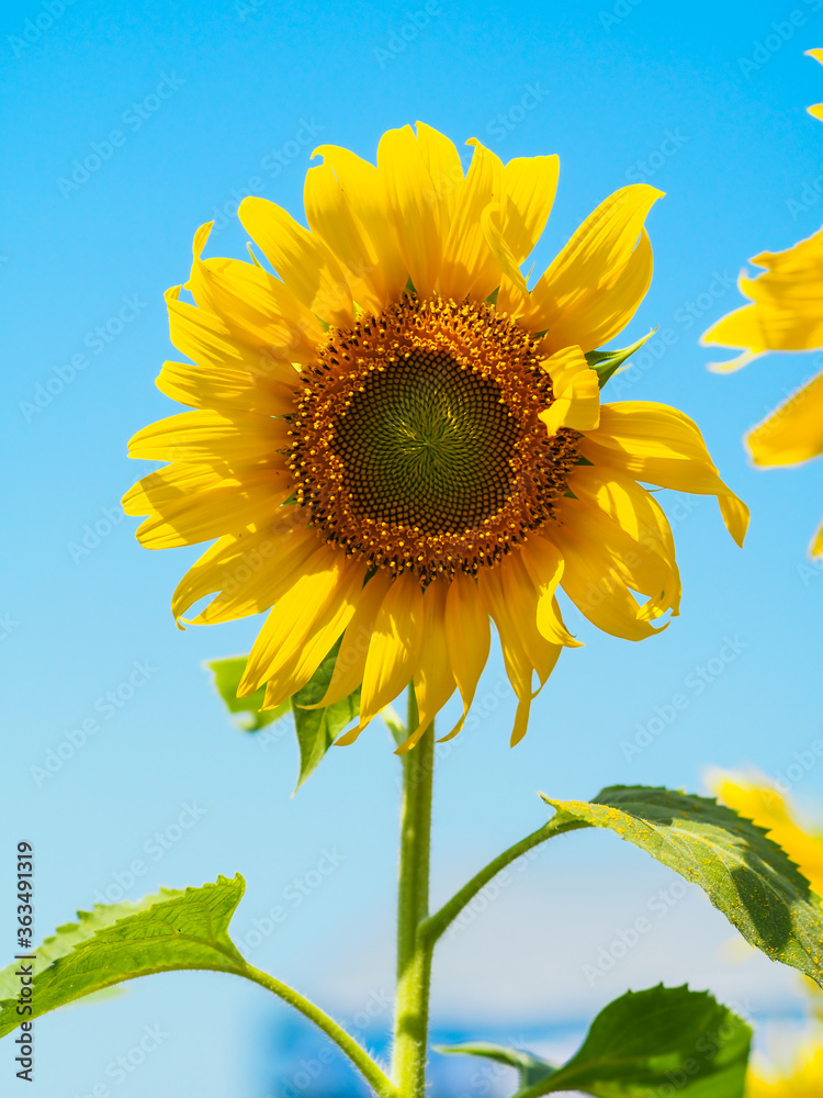 Close-up of Sunflower with the blue sky and nature background. Close-up of Sunflower with the blue sky and nature background.