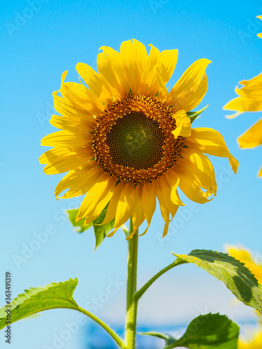 Close-up of Sunflower with the blue sky and nature background.