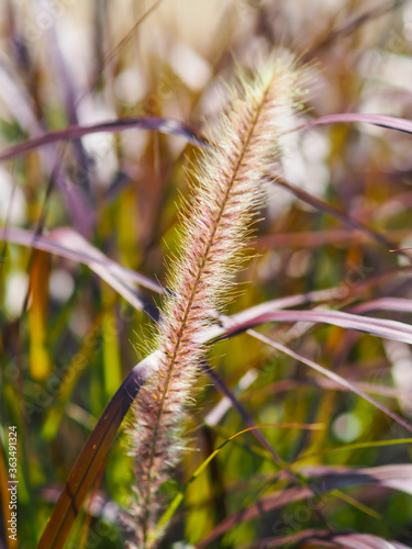 Poaceae Grass Flowers Field, Pink and Brown grass in nature Landscape of winter meadow of Thailand, selection focus only on the grass flower.