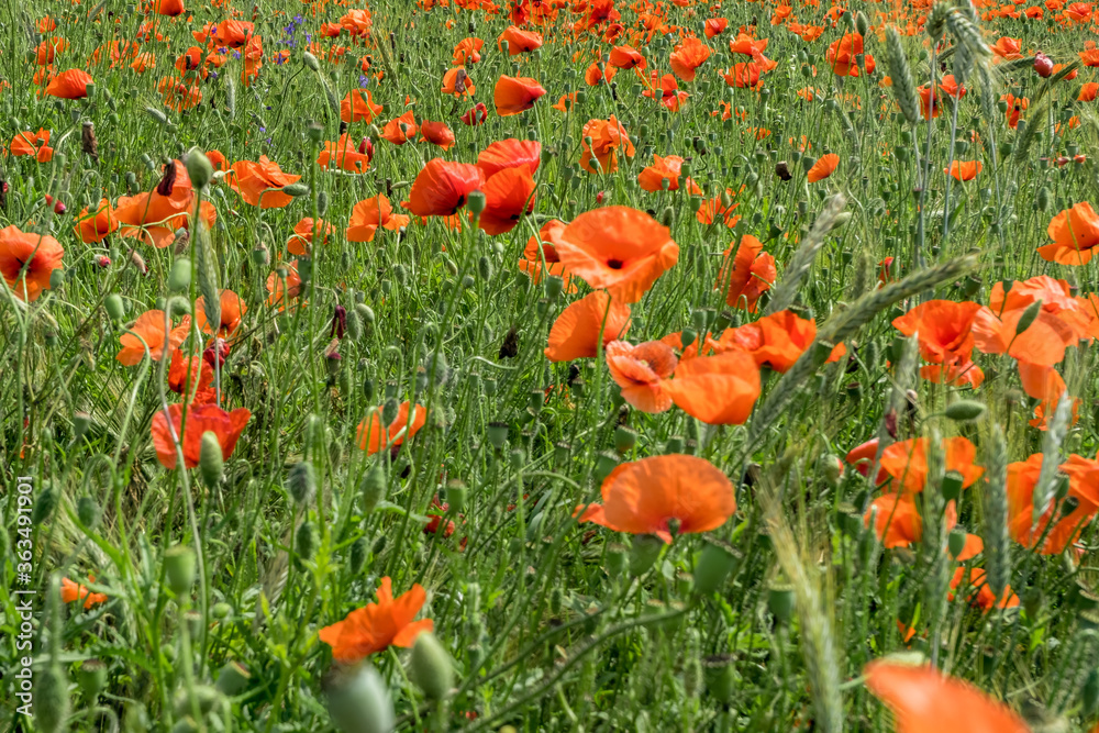 huge field of red poppy flowers