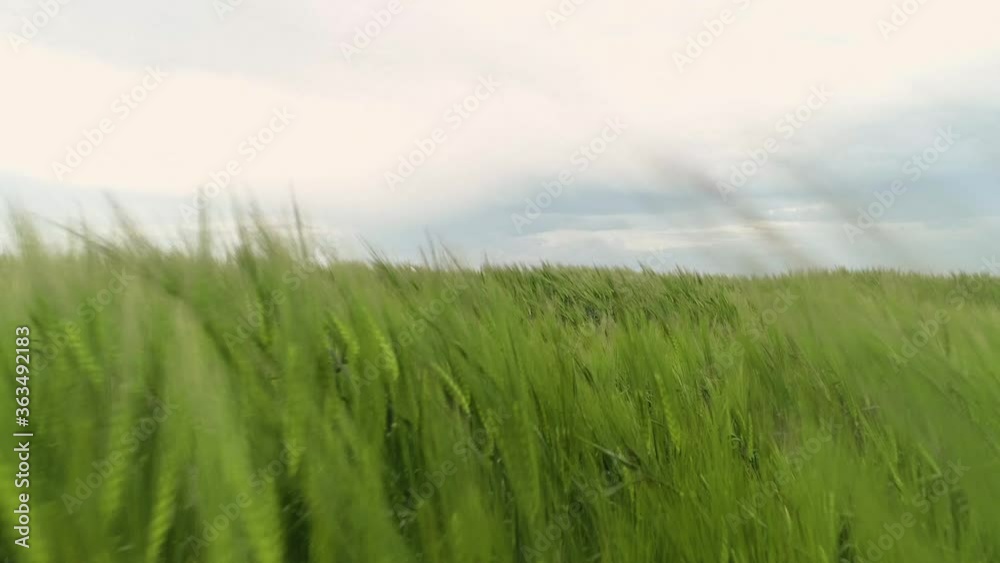 Closeup up view of a green wheat field. Closeup up view of a green wheat field.
