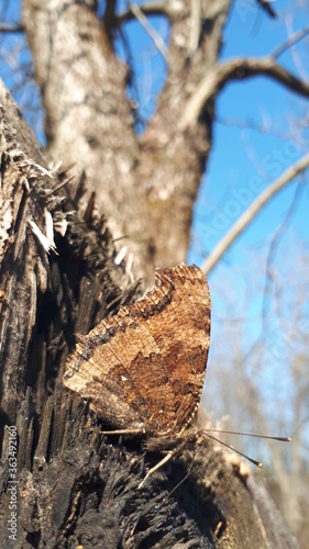 A brown butterfly on a tree