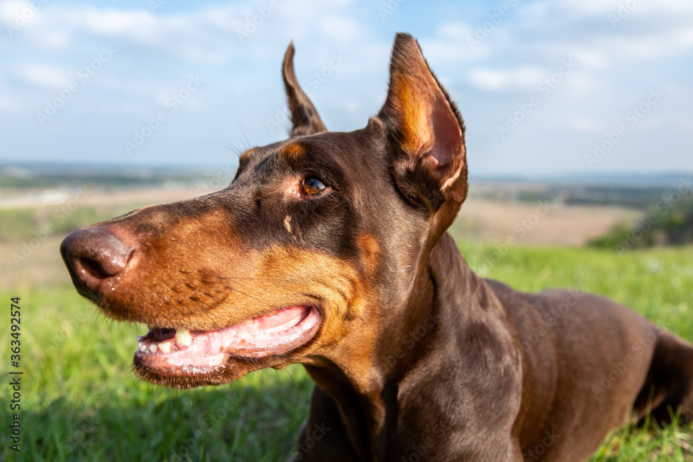 Portrait of a brown-and-tan doberman dobermann dog in green grass on a hill on a blurred natural background. Head in the frame close-up. Horizontal orientation. Portrait of a brown-and-tan doberman dobermann dog in green grass on a hill on a blurred natural background. Head in the frame close-up. Horizontal orientation.