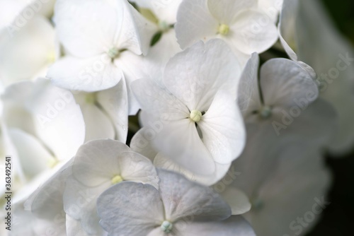 白い紫陽花 © rai