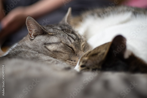 仲良く寝る猫たち © rai