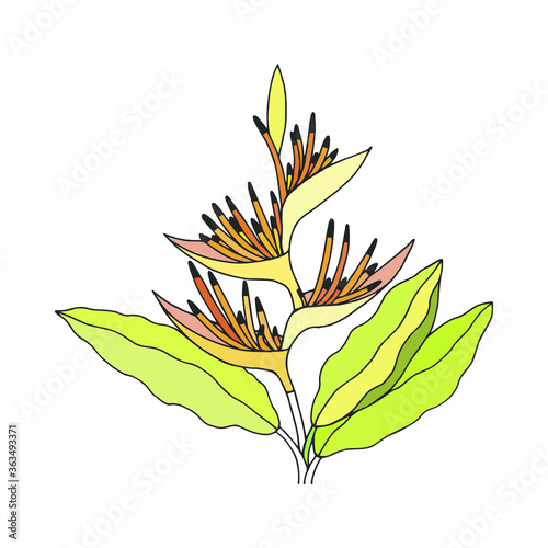 Heliconium plant. EPS10 vector illustration. Hand drawing.  photo