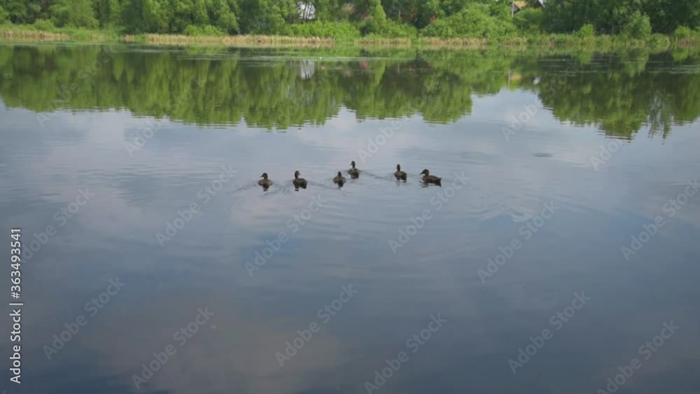 Ducks float away on the water surface. Lake or pond. Wild duck. Ducks float away on the water surface. Lake or pond. Wild duck.