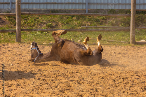 Quadro su tela Horses grazing in a ranch pen
