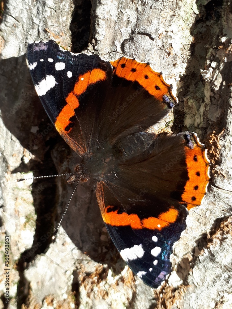 A scarlett butterfly on a tree