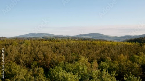 forest landscape in the mountains