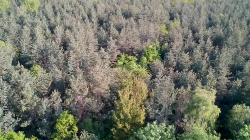 flight over the forest