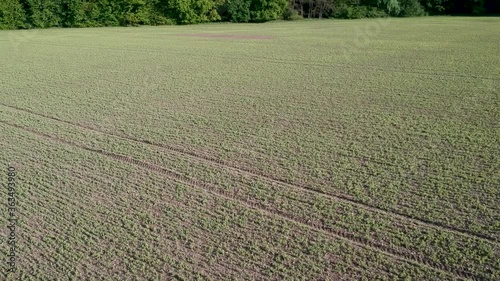 field of wheat in spring