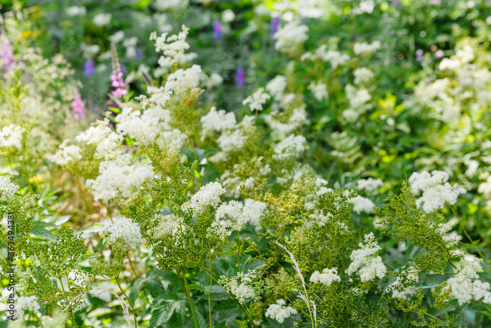Background of white wildflowers and green grass. Garden, park and nature concept. Wildlife concept. The concept of summer and flowering. Beautiful background for the designer. Background of white wildflowers and green grass. Garden, park and nature concept. Wildlife concept. The concept of summer and flowering. Beautiful background for the designer.