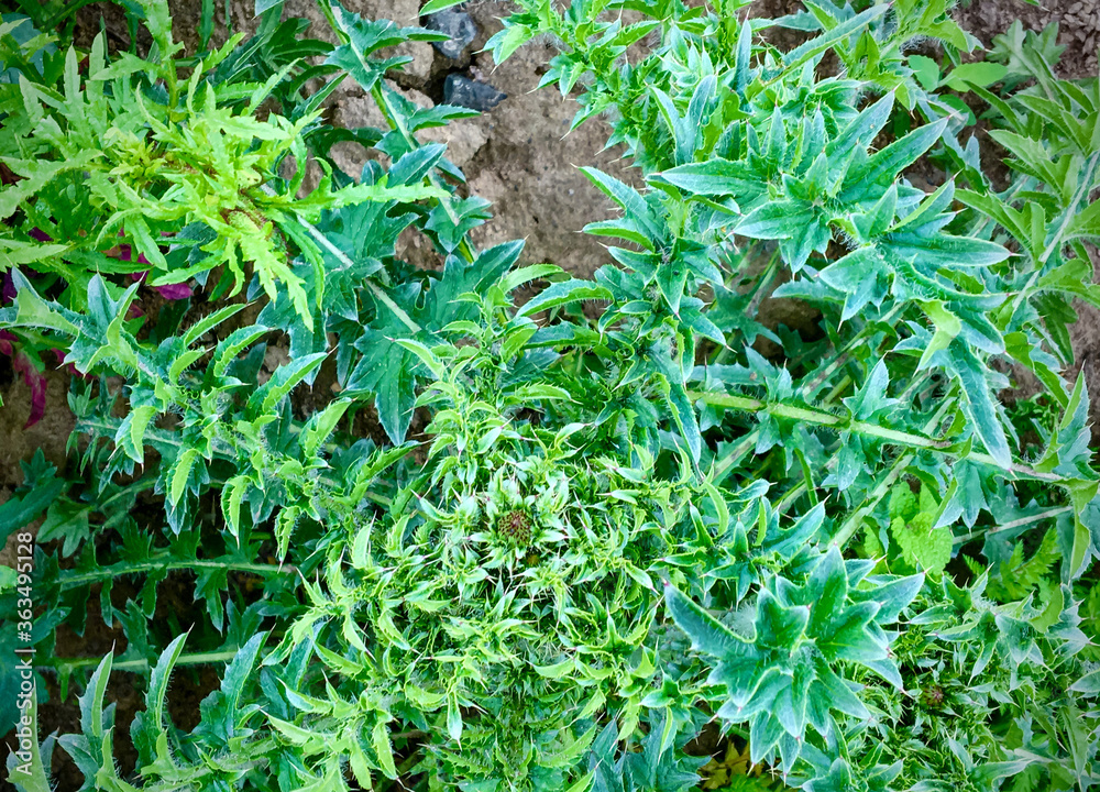 Thorn. Thistle. Milk thistle.
Milk thistle, or rather its fruits - achenes with fluffy tufts, is used as a medicinal raw material. Milk thistle preparations are used to treat diseases of the liver Thorn. Thistle. Milk thistle.
Milk thistle, or rather its fruits - achenes with fluffy tufts, is used as a medicinal raw material. Milk thistle preparations are used to treat diseases of the liver
