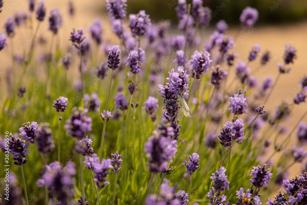 Obraz premium Lavender flowers blooming. close up, Purple flowers background.