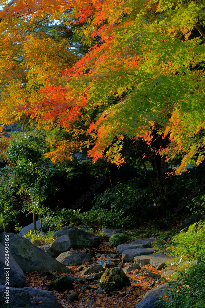 秋のカラフルな日本の楓の紅葉