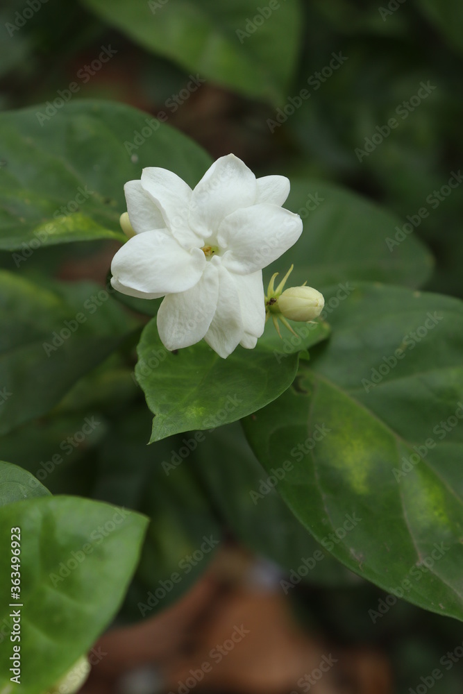 Jasmine flower in the garden Jasmine flower in the garden