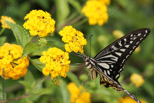 swallowtail butterfly sucks nectar on yellow flower