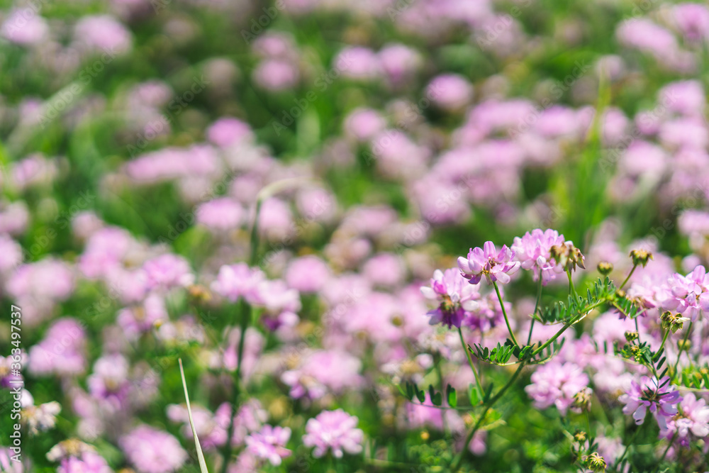 Flower background, beautiful multi-colored wildflowers illuminated by the sun, beautiful bokeh and a place for copyspace, Meadow with lots of spring flowers