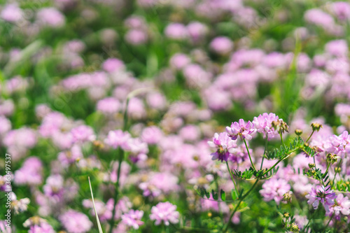 Flower background, beautiful multi-colored wildflowers illuminated by the sun, beautiful bokeh and a place for copyspace, Meadow with lots of spring flowers