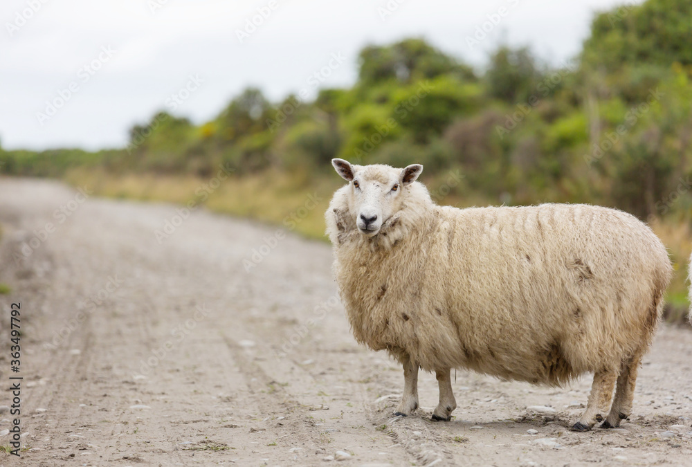 Obraz premium Sheep