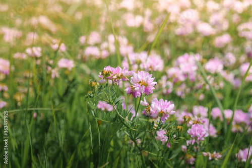 Flower background, beautiful multi-colored wildflowers illuminated by the sun, beautiful bokeh and a place for copyspace, Meadow with lots of spring flowers