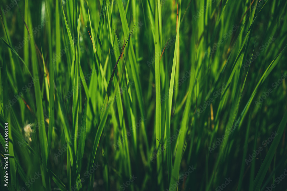 Green background of the grass, freshness, summer, texture