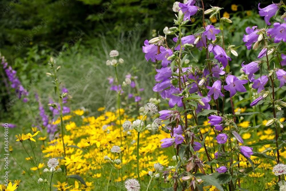 Obraz premium 植物、自然、緑、公園、庭園、木、葉、庭、樹木、花