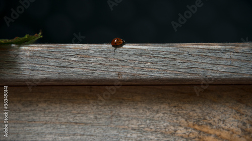 ladybug on a wooden background