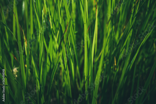 Green background of the grass  freshness  summer  texture