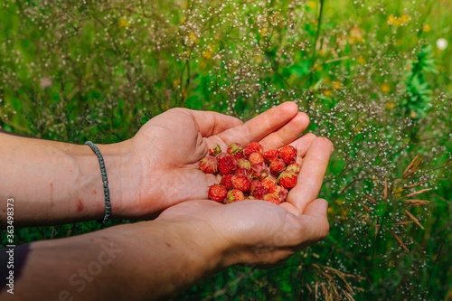A man holds freshly picked wild strawberries in his hands